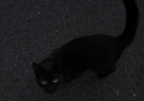 0fullmoonblackcat